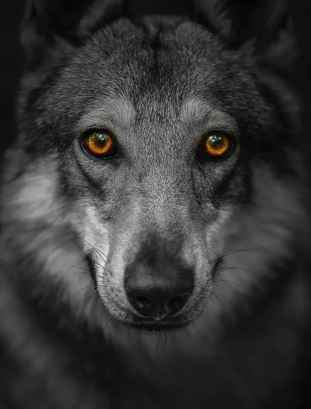 捷克狼犬,一种眼睛带着柔情的犬
