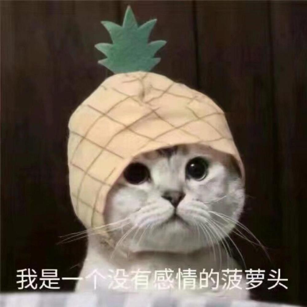 喵与筑:遇到这样脑洞大的铲屎官,猫主子只能欲哭无泪