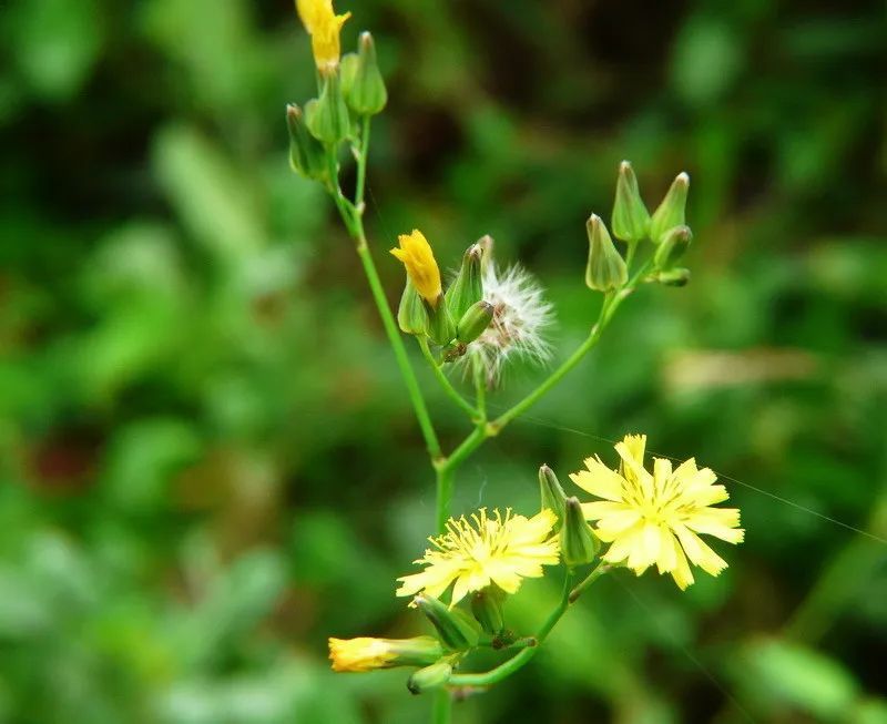 8,黄鹌菜.菊科黄鹌菜属.