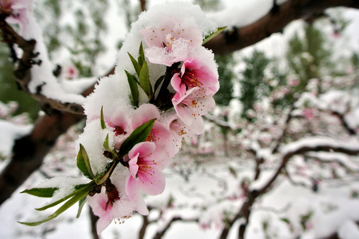 百校颜:南京等多地忽然降雪,白雪覆桃花,搭配这个妆容更应景!