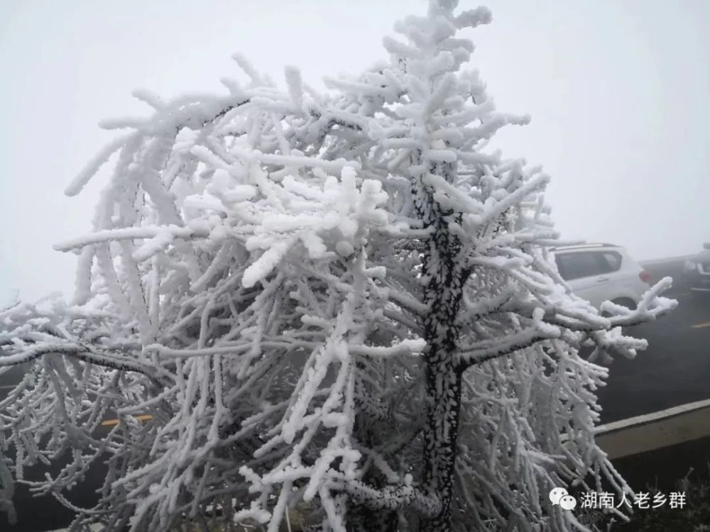 新化大熊山冰天雪地,玉山琼花.