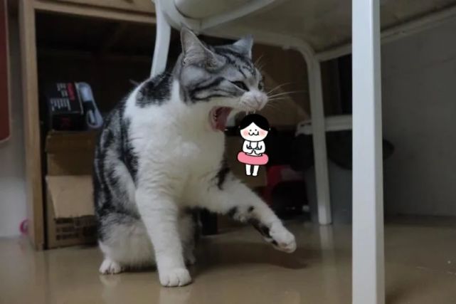 本喵怒了,猫友们纷纷献上ps的图片:瓜子妹妹,你是嫌弃家里没有一吨