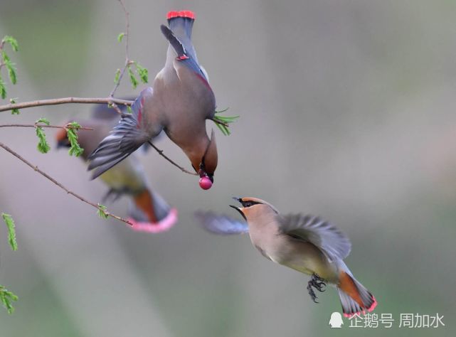 老农拍摄的和平鸟