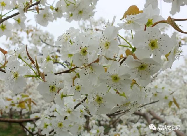 阳春三月,正是梨花盛开的时节.