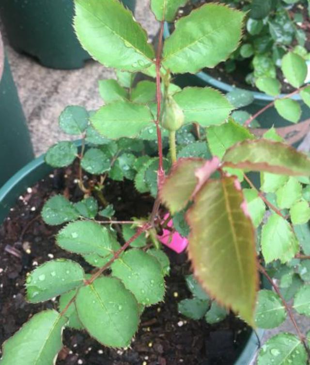 月季花花苞初现施肥问题别忽视花苞生长快早早有花赏