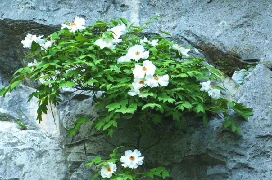 凤丹是江南牡丹群的主要祖先,古代分布较广,如今浙江的野生杨山牡丹