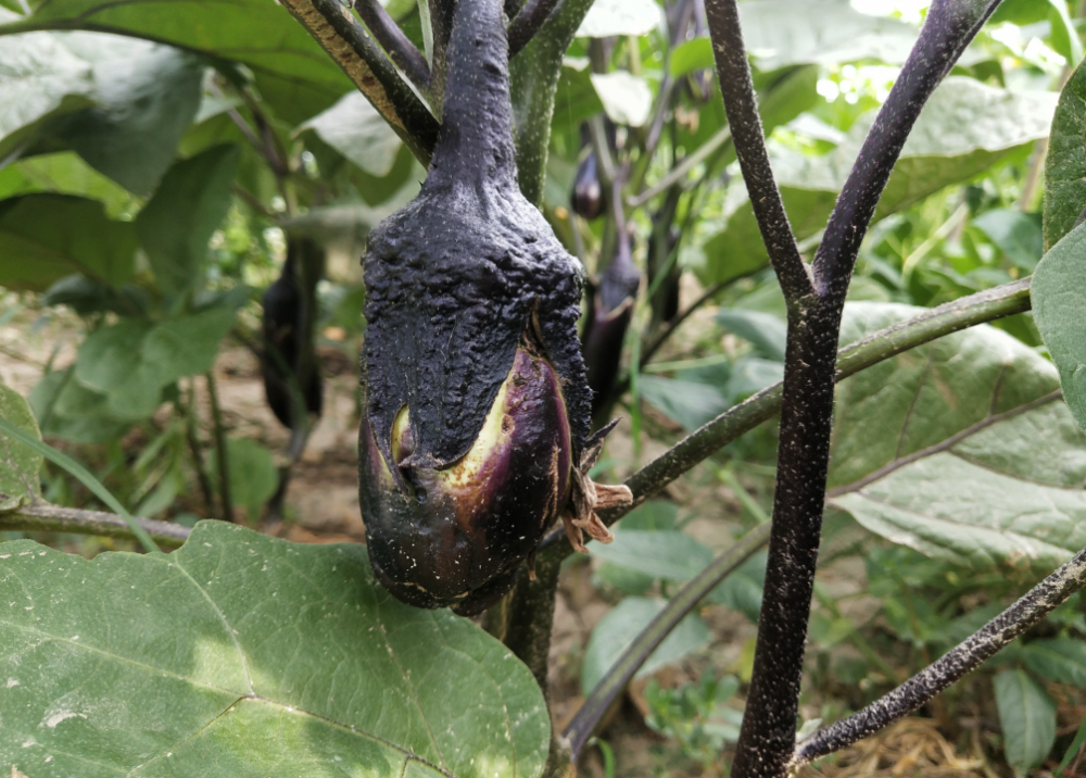 种植茄子怎么做,才能预防病虫害?需要注意哪些?