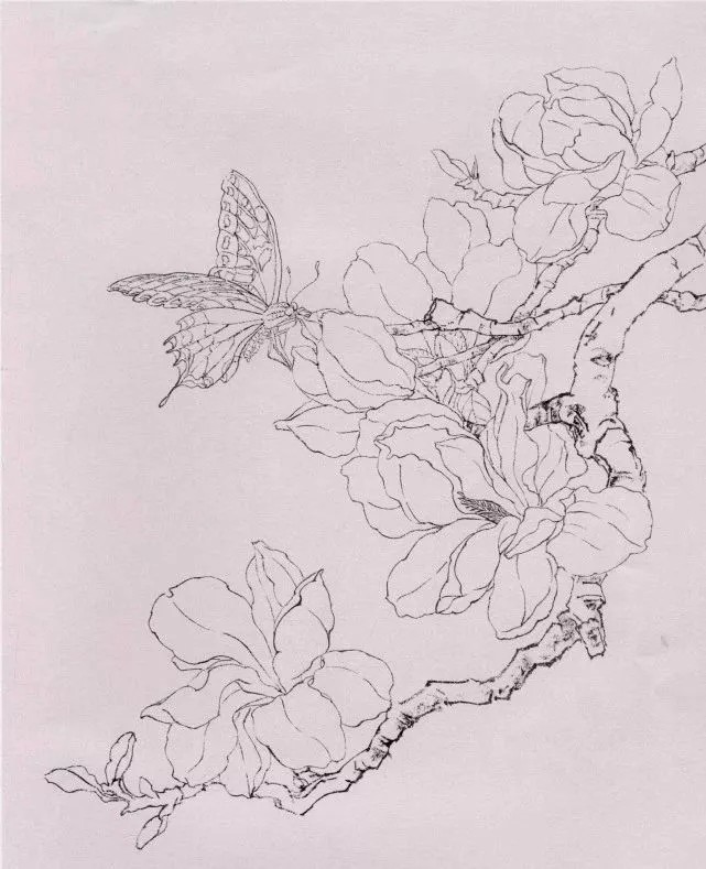 工笔画玉兰花蝴蝶画法步骤示例