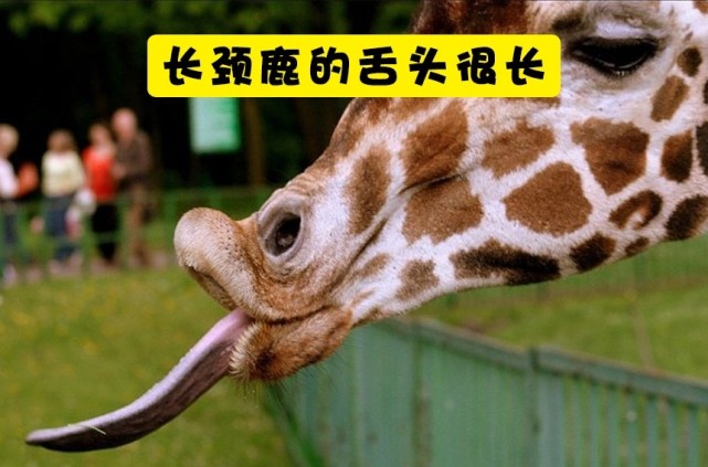 关于长颈鹿,你所不知道的10个有趣事实|长颈鹿|舌头
