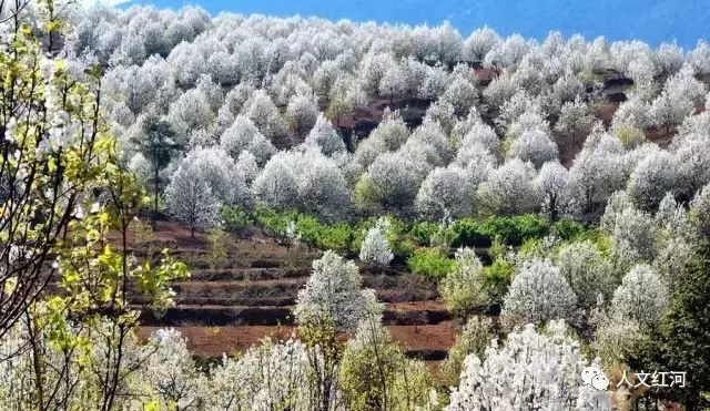 周末出游好去处!又见春天雪飞舞,原是个旧梨花开