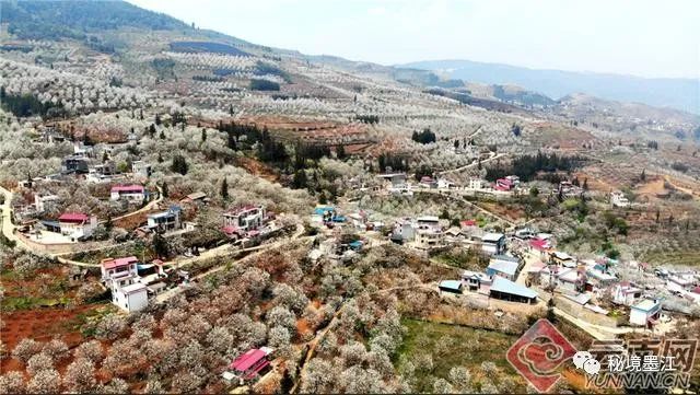 云南省红河州个旧市鸡街镇加级寨万亩梨花盛开,漫山遍野布满了雪白的