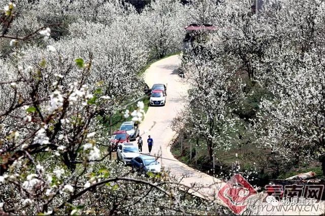 云南省红河州个旧市鸡街镇加级寨万亩梨花盛开,漫山遍野布满了雪白的