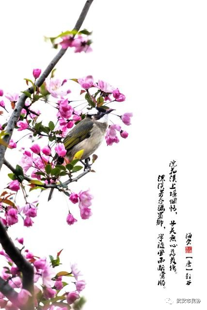 张修玮花情