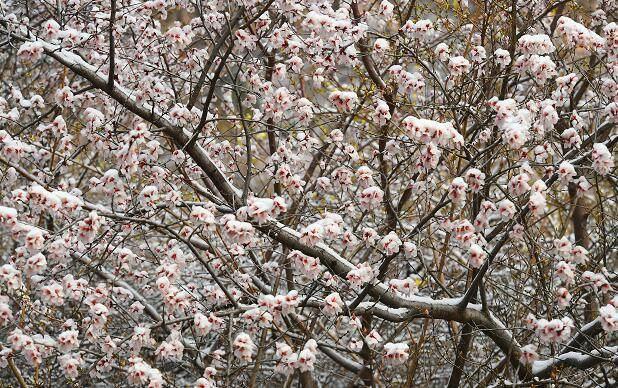 河南多地出现桃花雪 3月下旬下雪的原因在这里