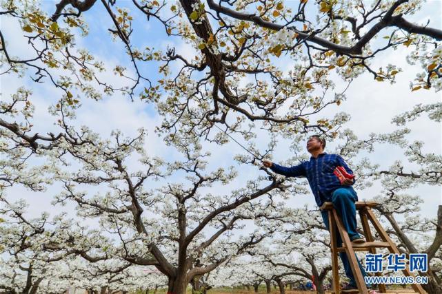 3月24日,河北省邯郸市魏县东代固镇前闫庄村果农在梨园为梨花授粉.