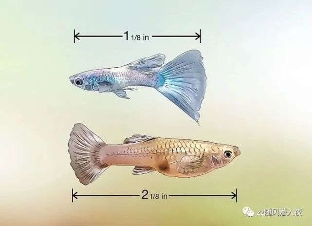 如何分辨孔雀鱼的雌雄