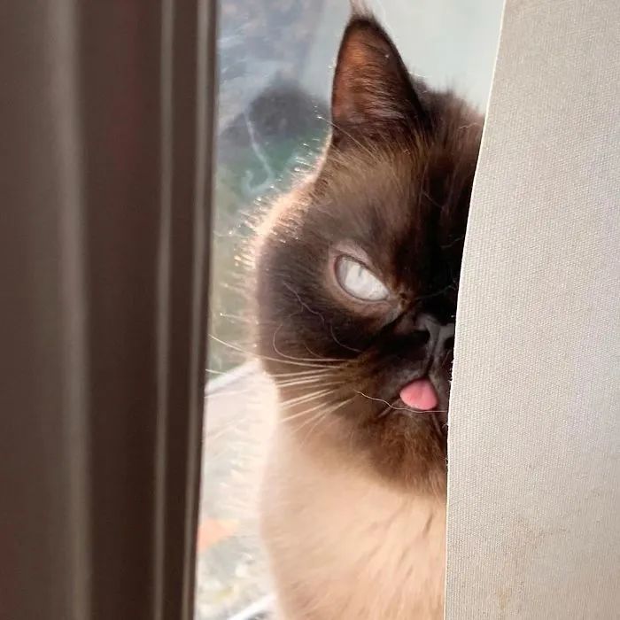 爱吐舌的猫咪,可以当作表情包来用了!