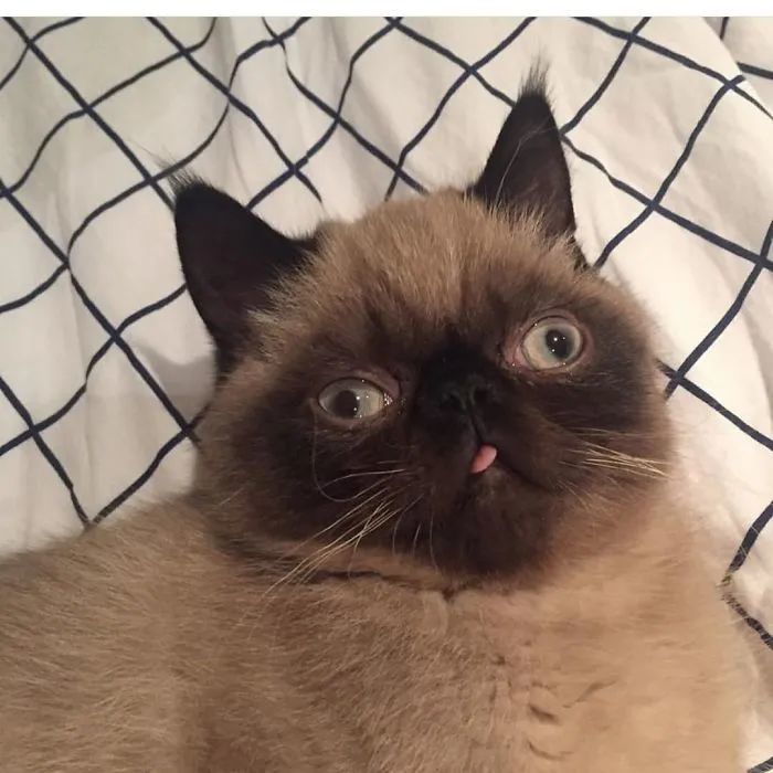 爱吐舌的猫咪,可以当作表情包来用了!