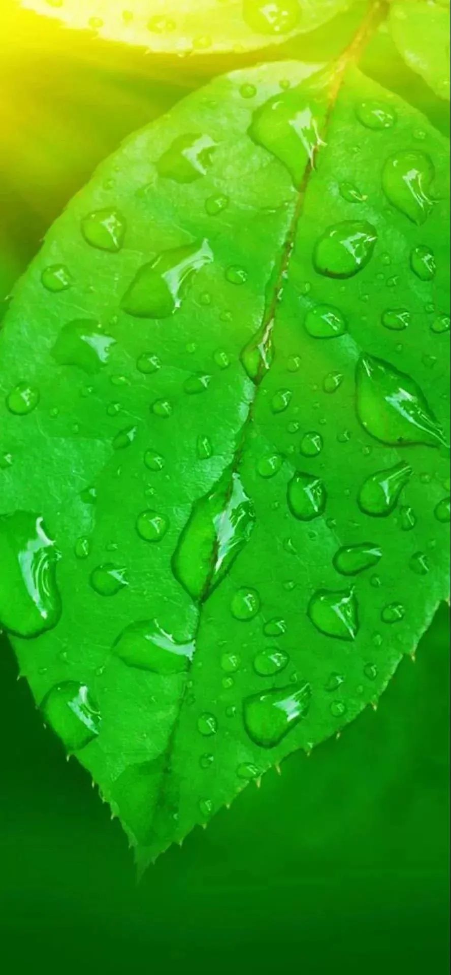 背景 壁纸 绿色 绿叶 树叶 植物 桌面 463_1000 竖版 竖屏 手机
