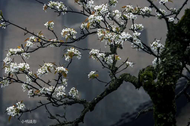 错过等一年,大片和美图,带你看车盘坑村梨花盛景