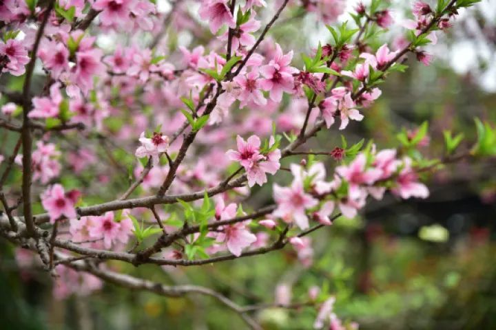 杭州路边这些花,怎么都是桃花?快去感受下"桃花运"