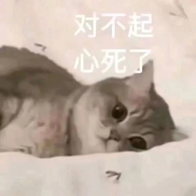表情包一组怂包专用的猫猫头