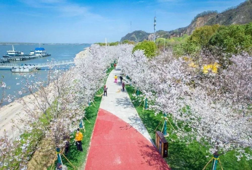春天的樱花是一个标杆般的存在 在幕燕滨江樱花大道上,走走停停 淡色