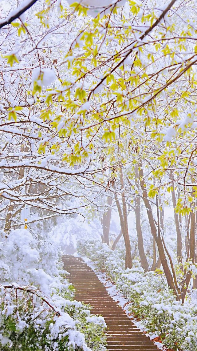 红花绿叶白雪…商洛各地三月最美雪景图来了,错过再等一年!