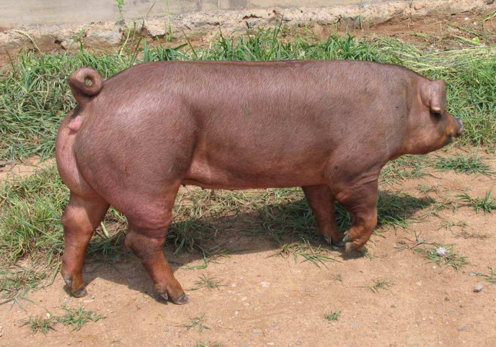 农村一头老母猪产下小金猪,专家前来一看:这情况不对!
