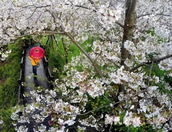 镜头下,重温上海"最美樱花周"