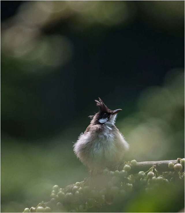 沙沙沙 啾啾啾 咕噜咕噜 哗啦哗啦
