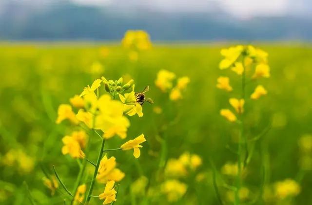 油菜花 胡朝水