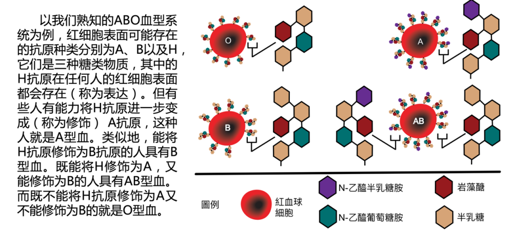 实际上,红细胞表面存在的血型抗原物质—不止是与abo血型(abo血型就