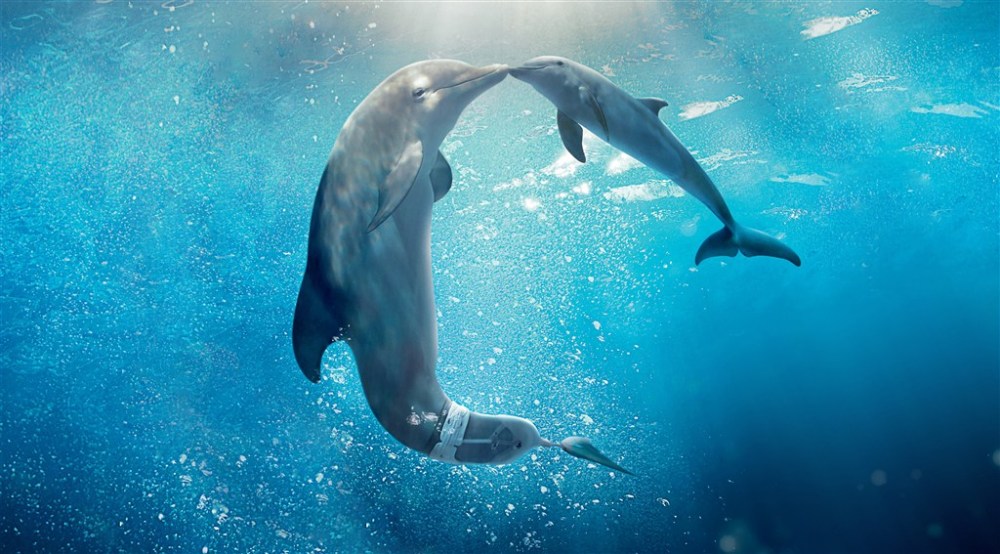 和人类不同,原来海豚是这样生宝宝的!