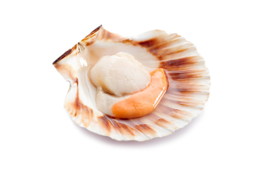 扇贝(scallop)