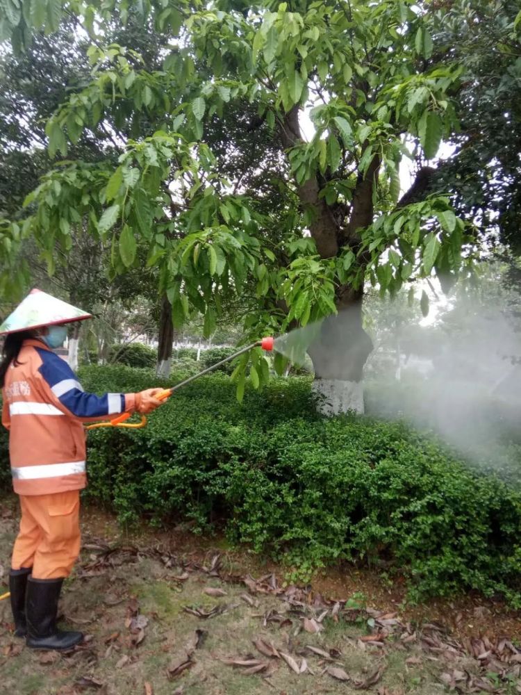 苗木开始进入旺盛的生长期,而这个阶段也是绿化养护的重要阶段,病虫害