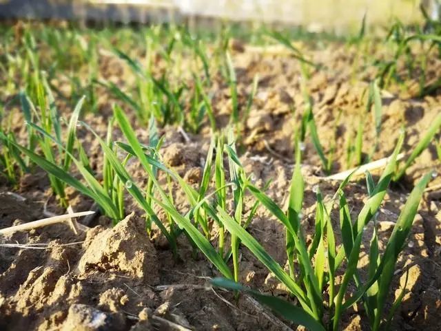 小麦《小麦黄花叶病毒病今又来!可致减产30%-70%,如何