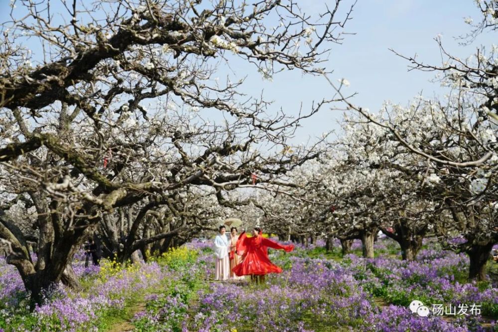 砀山发布2021年度梨花盛花期预测日期