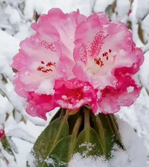 昨夜一场"桃花雪,惊艳商洛满城春!快来欣赏如画美景吧