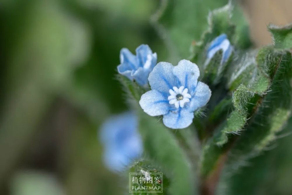 斑种草和附地菜,花中的"花环"有啥用?