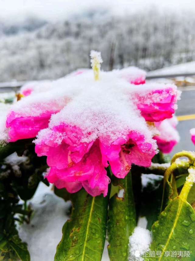 阳春三月,神农架的桃花和杜鹃花,在雪中绽放