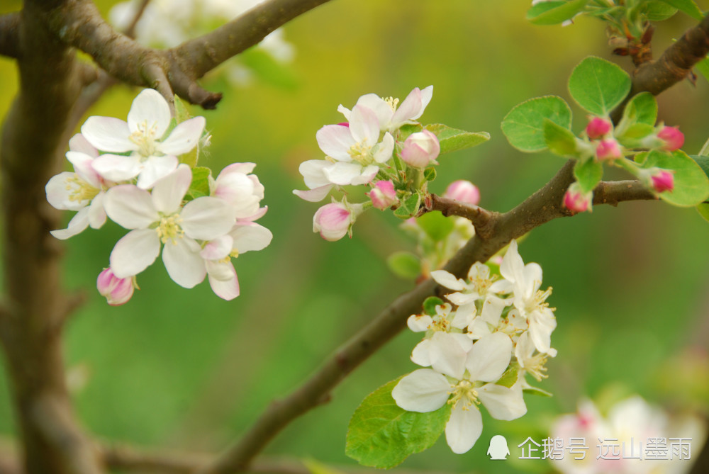 梨花,苹果花,樱桃花,这些盛开在春天的白花,您能分得清吗?