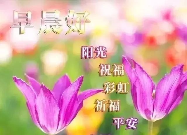 朋友圈最美早上好漂亮问候图片 早上好鲜花动态表情大全
