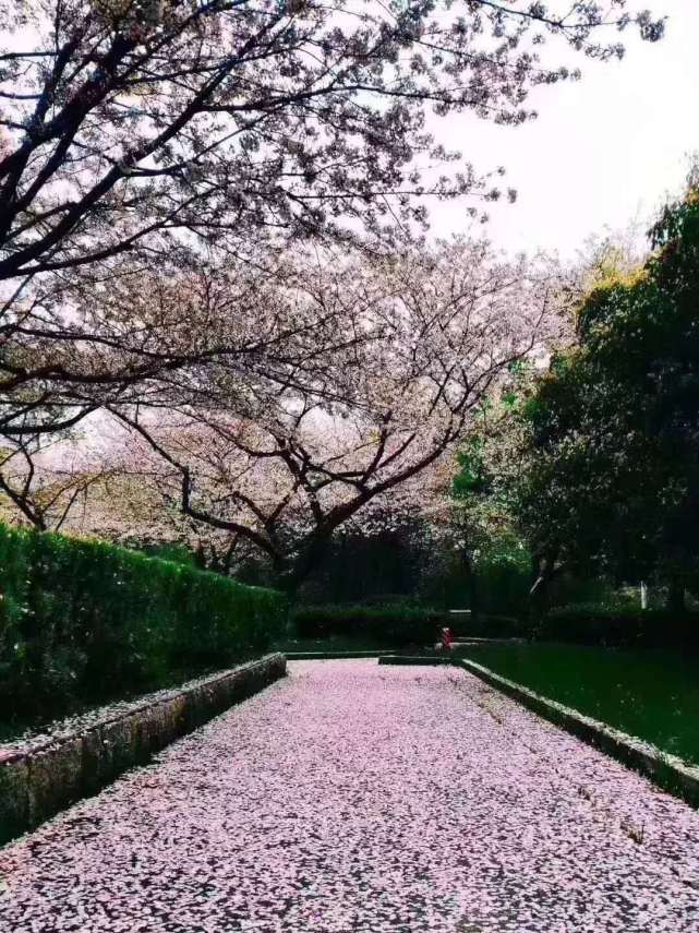 春风至,花雨落,别样樱花景,诉说人间情