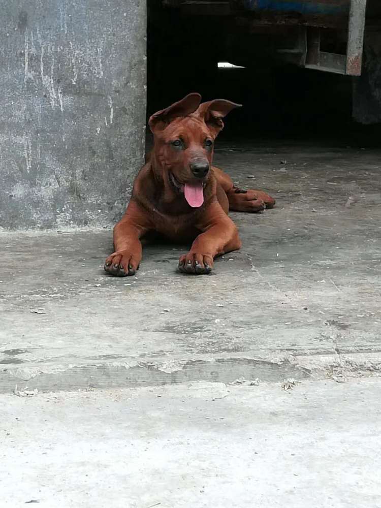 混血的湘西红狼犬,具有狼的各种习性