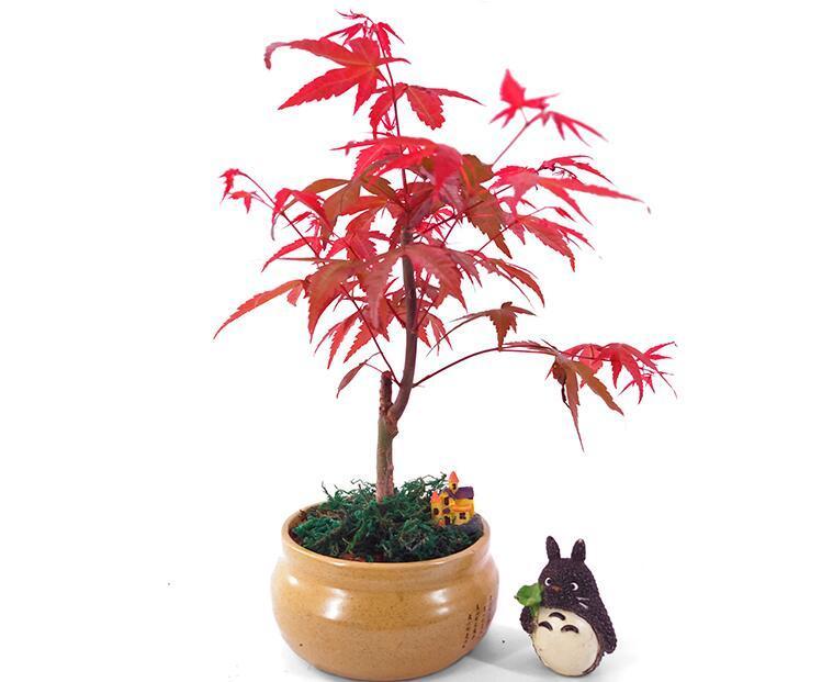 红枫盆景叶子如春花一般灿烂,十分好看,养护红枫要注意什么?