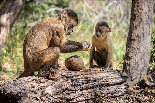 巴拿马猴子进入石器时代,地球第二个文明或诞生,它们