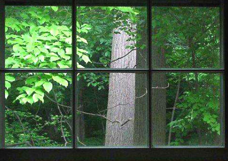 窗前有树的风水怎么样?