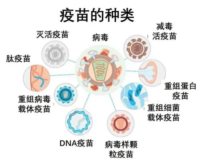 成功几率更高 除了上述提到的灭毒疫苗,减毒疫苗,亚单位疫苗,还有一种