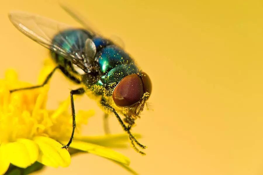 扰人清梦的苍蝇,它的寿命会是多少呢?它能够存活多久